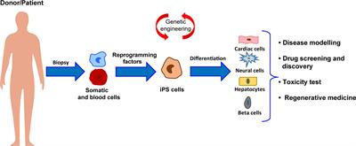 Toward Cardiac Regeneration: Combination of Pluripotent Stem Cell-Based Therapies and Bioengineering Strategies